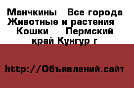 Манчкины - Все города Животные и растения » Кошки   . Пермский край,Кунгур г.